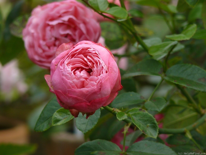 'Bésame mucho' rose photo
