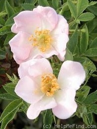 'M4-4' rose photo