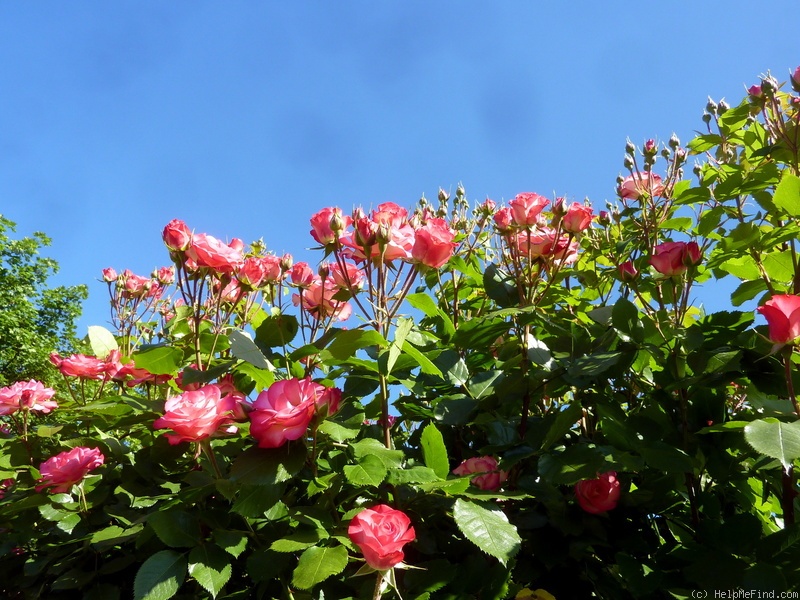 'Olympus ® (shrub, Barni, 1997)' rose photo