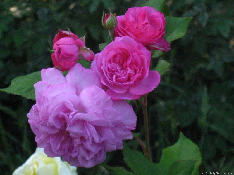 'L'Arioste' rose photo