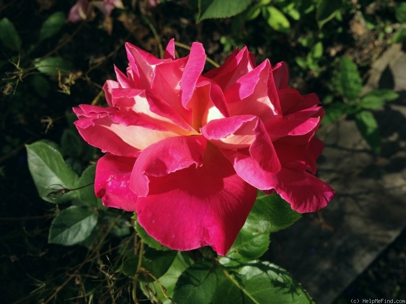 'Alma-atinskaja Aromatnaja' rose photo