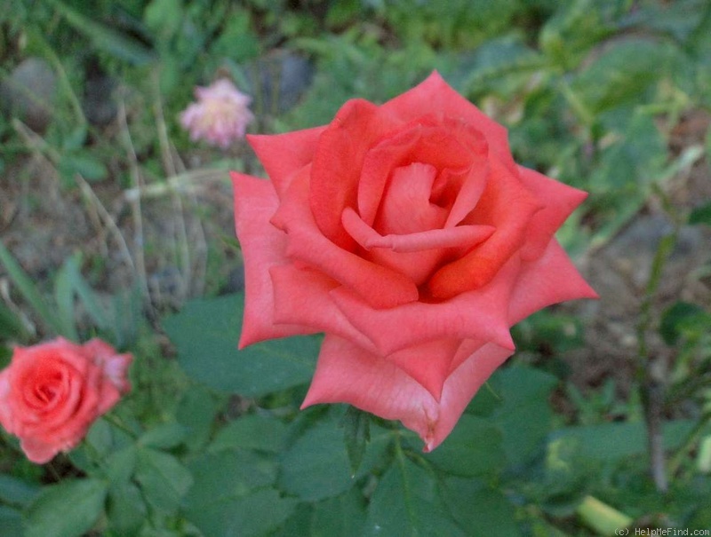 'Annabelle (floribunda, Kordes, 1970)' rose photo