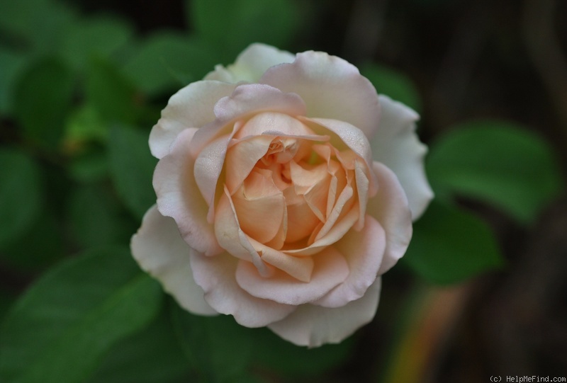 'Sans Souci ® (floribunda, Barni, 1995)' rose photo