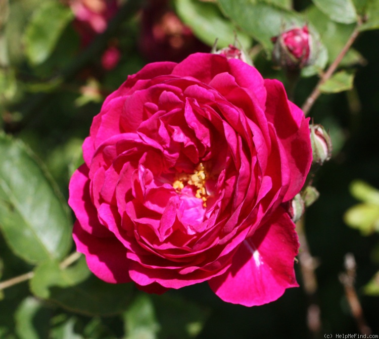 'Geschwinds Schönste' rose photo