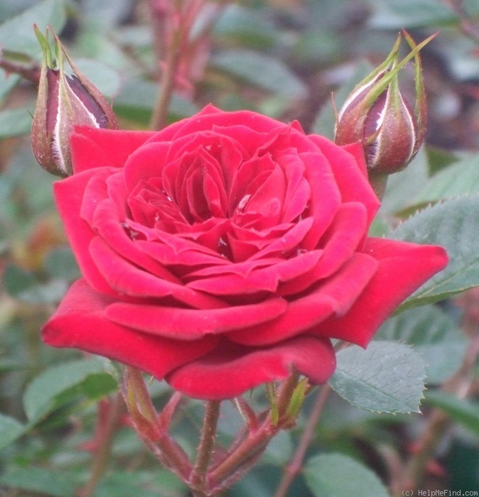'Patio Prince' rose photo