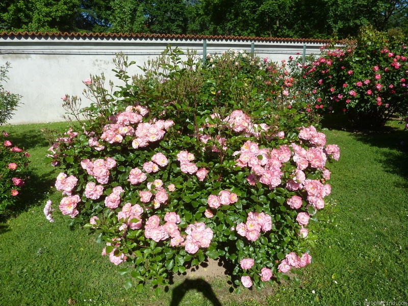 'Jacky' rose photo
