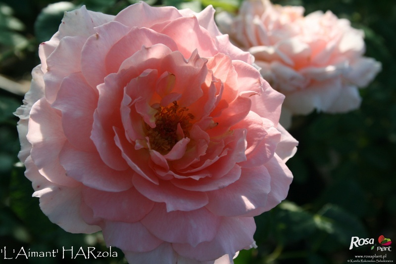 'L'Aimant' rose photo