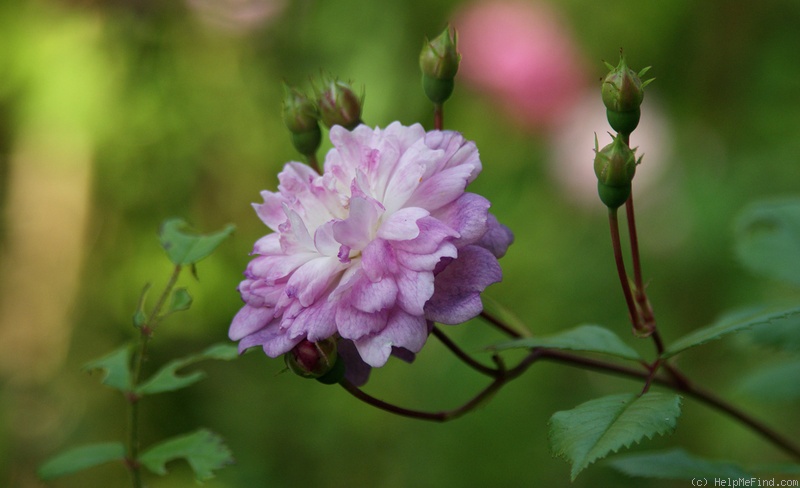 'Louis mon ami' rose photo