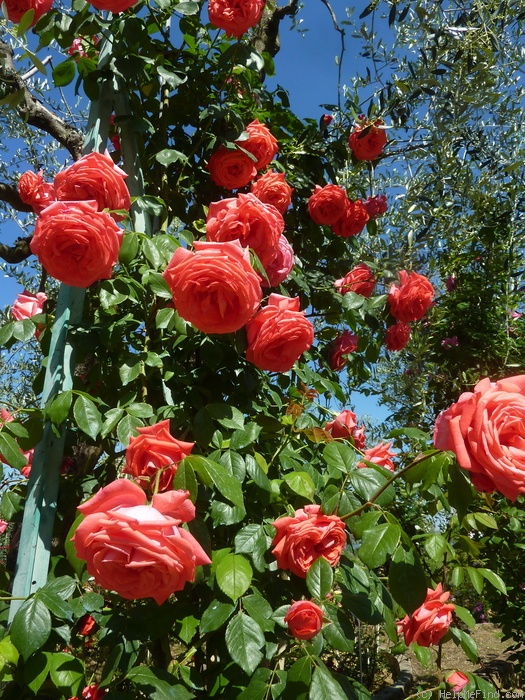 'Edith de Martinelli, Cl. ®' rose photo