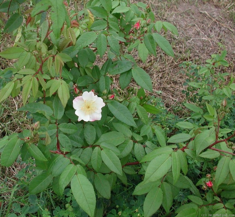 'OBxBR9' rose photo