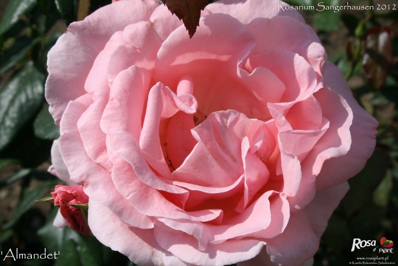 'Almandet' rose photo