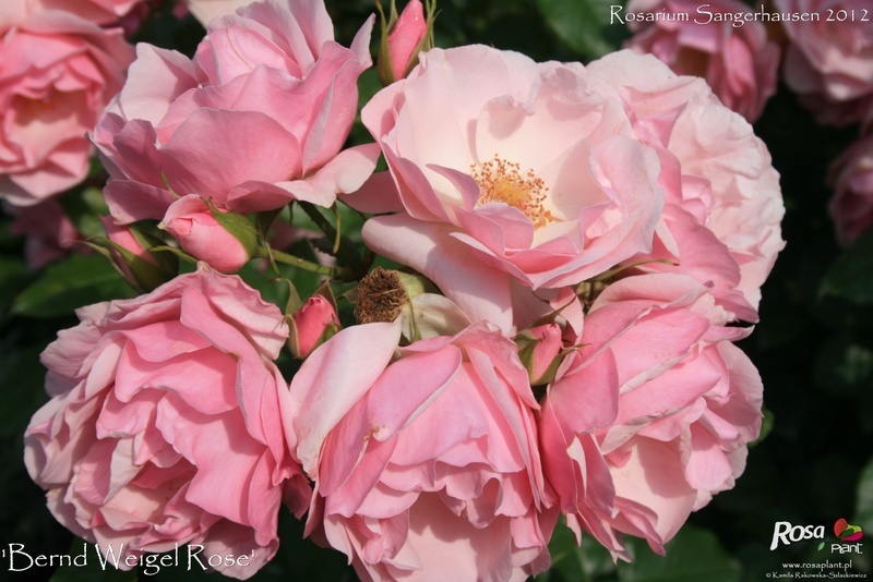 'Bernd Weigel Rose®' rose photo