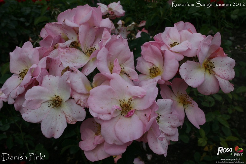 'Danish Pink' rose photo