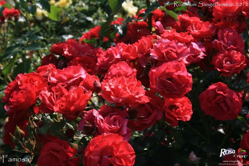 'Famosa ® (shrub, Noack, 2001)' rose photo