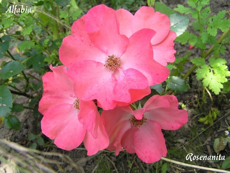 'Alfabia' rose photo