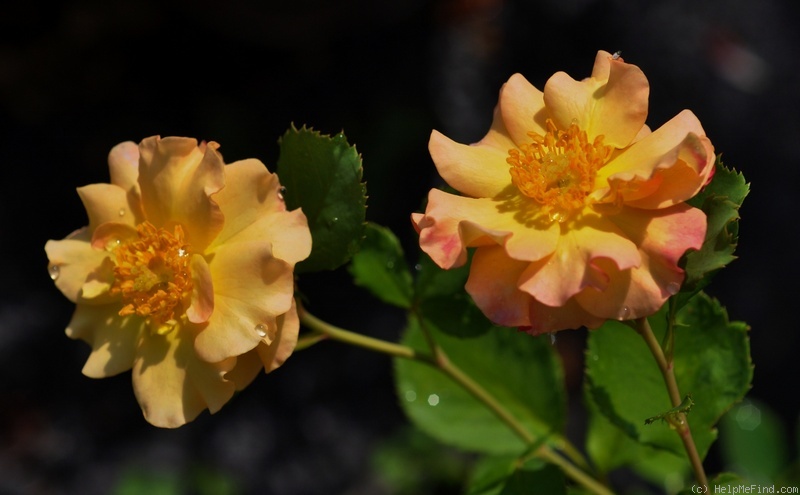 'Joe Woodard' rose photo