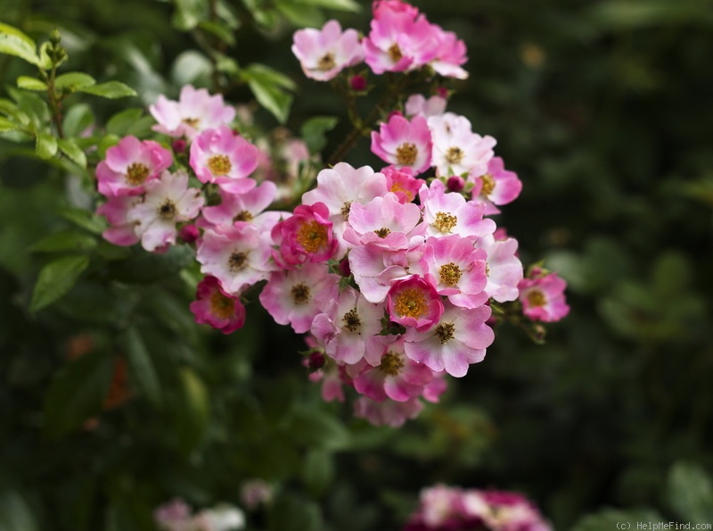'Richard Strauss' rose photo