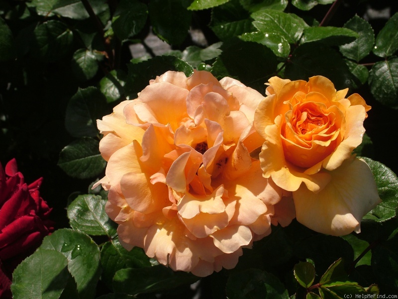 'Welwyn Garden Glory' rose photo