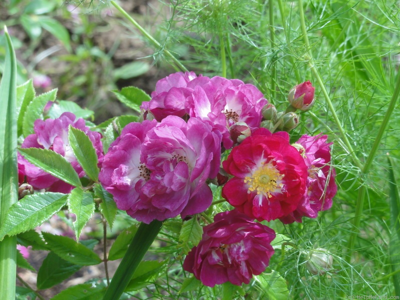 'Perennial Blue ®' rose photo