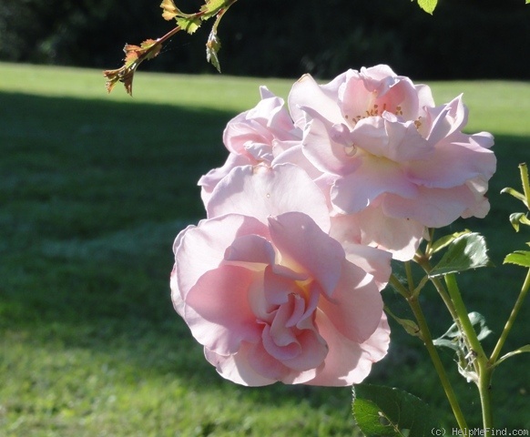 'Marinette (shrub, Austin, 1995)' rose, click to enlarge 'Marinette (shrub, Austin, 1995)' rose photo