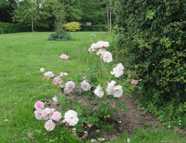 'Marinette (shrub, Austin, 1995)' rose photo