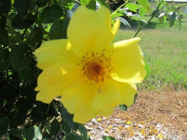 'Lemon Fizz ® (shrub, Kordes 2001)' rose photo