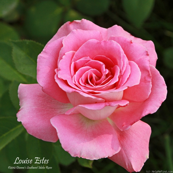 'Louise Estes' rose photo