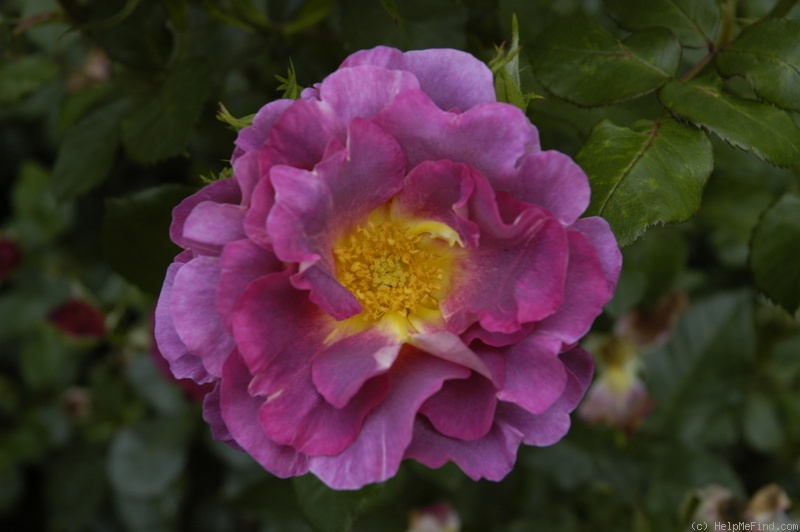 'Blauwestad' rose photo