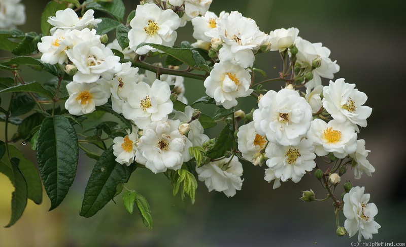 'Schloss Ahrensburg' rose photo