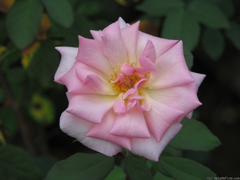 'Sunny South' rose photo