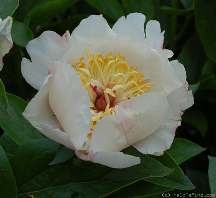 'Requiem' peony photo