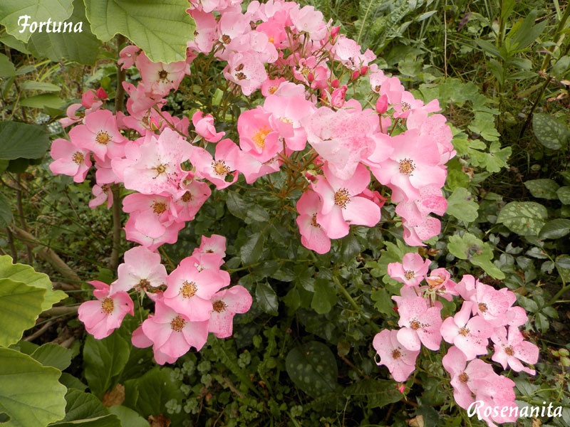 'Fortuna ® (floribunda, Kordes 2002)' rose photo