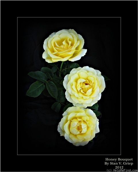 'Honey Bouquet' rose photo