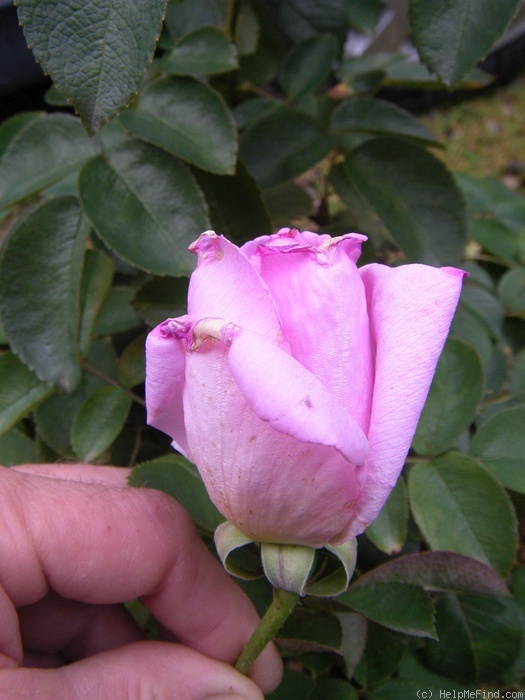 'Delicia ® (hybrid rugosa, Kordes, 2002)' rose photo