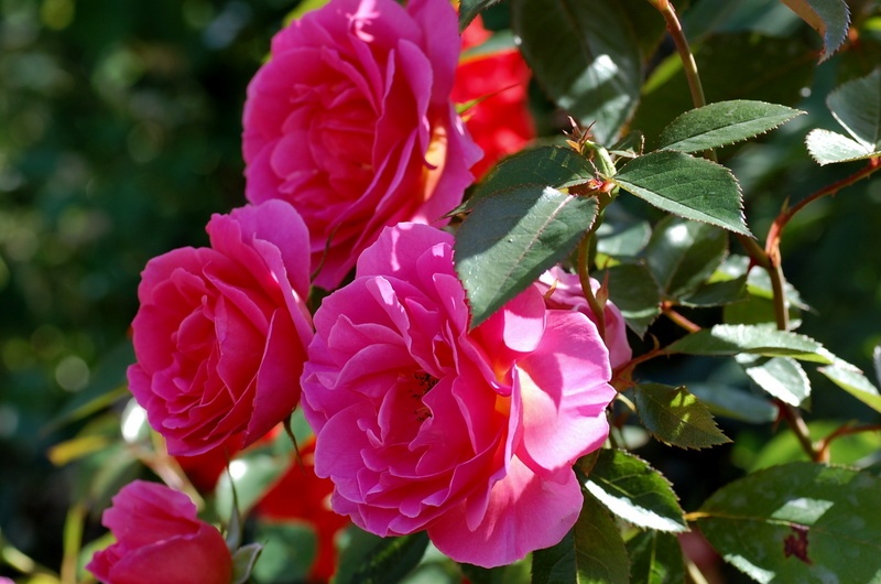 'Saint-Exupéry ® (hybrid tea, Delbard 2003)' rose photo