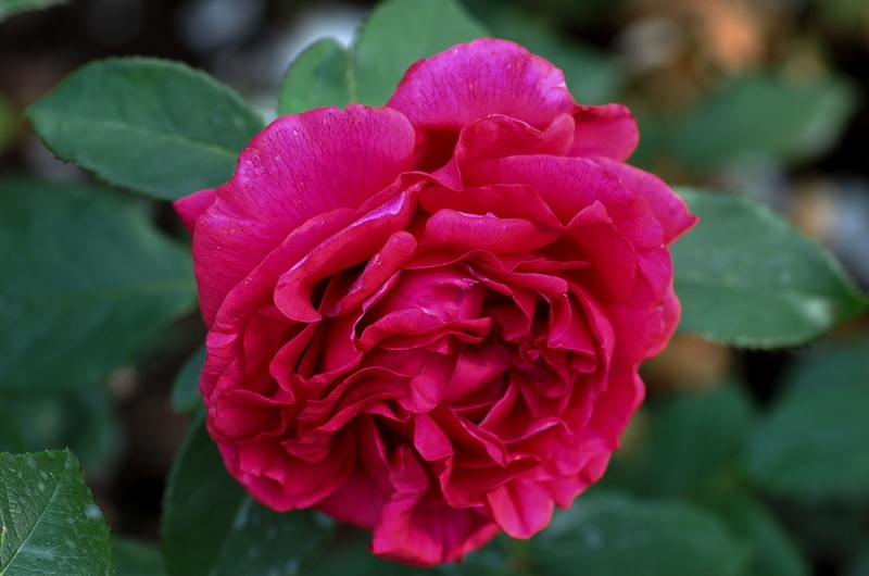 'Harald Wohlfahrt' rose photo