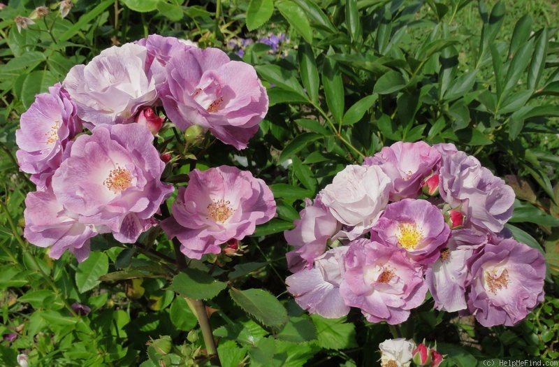 'Blue For You (Floribunda, James 2001)' rose photo