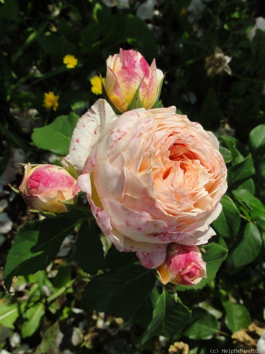 'Charles de Nervaux ®' rose photo