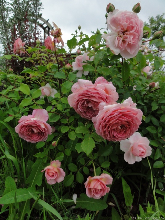'Jubilee Celebration (shrub, Austin 2002)' rose photo