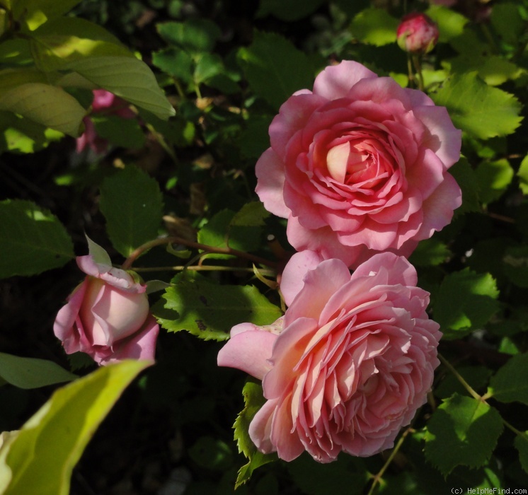 'Jubilee Celebration (shrub, Austin 2002)' rose photo