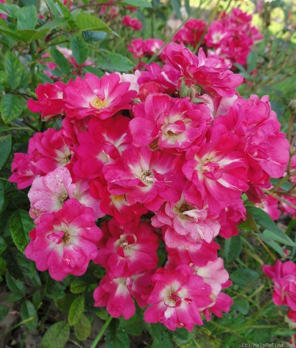 'Lillan' rose photo