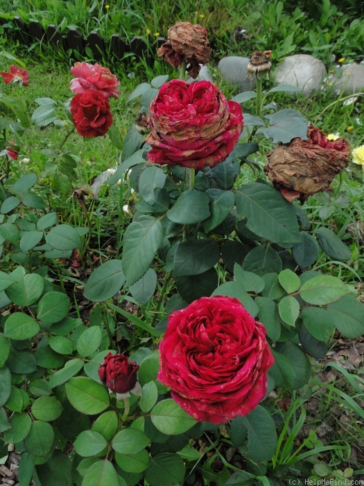 'Rose des 4 vents ®' rose photo