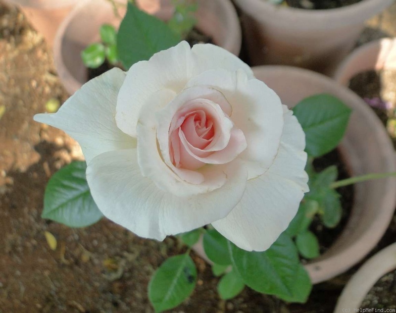 'A Whiter Shade of Pale (hybrid tea, Pearce 2006)' rose photo