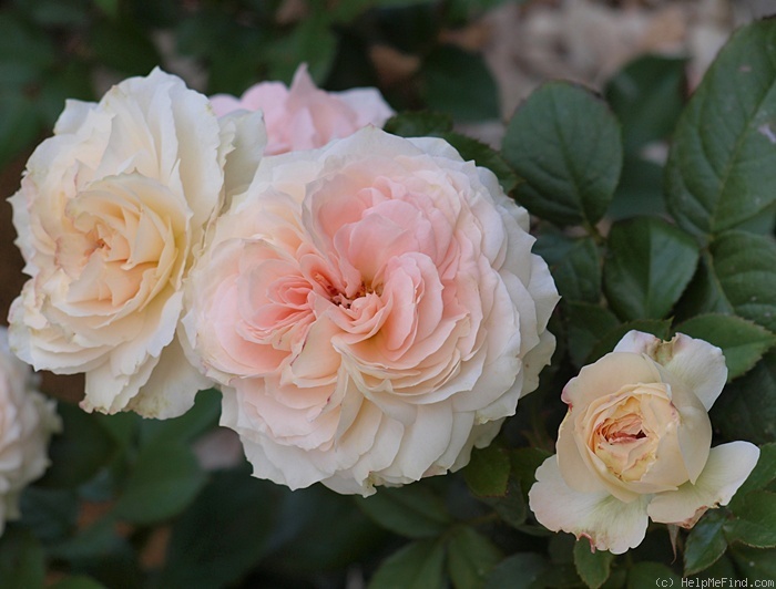 'Blush Veranda ®' rose photo