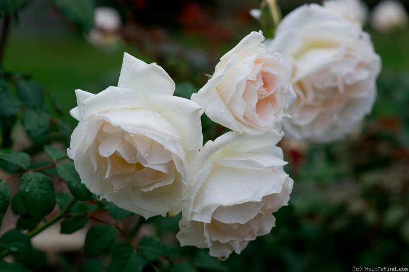 'Sweet Blondie ®' rose photo