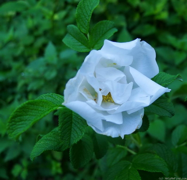 'Blanka' rose photo