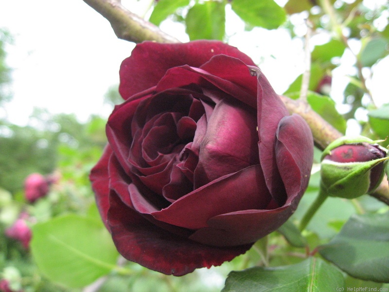 'Sénégal (Cl. Hybrid Tea, Mallerin, 1944)' rose photo