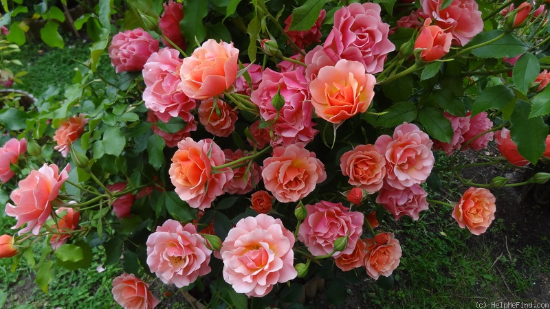 'Jean Cocteau ®' rose, click to enlarge 'Jean Cocteau ®' rose photo