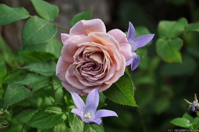 'Gletscher' rose photo