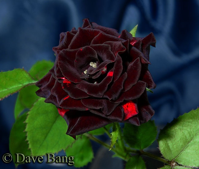 'Vampire' rose photo